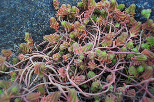 sedum acre v. sexangulare